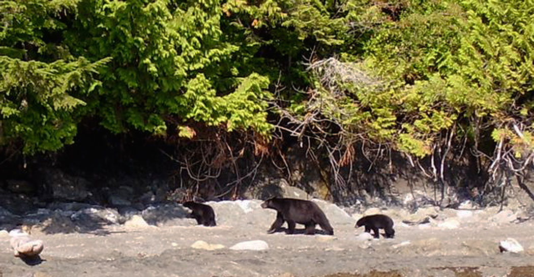 Beautiful Black bears, Wildlife, Ocean Mist Guesthouse, Ucluelet, BC