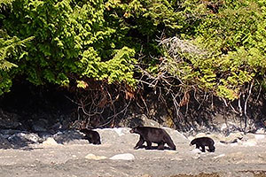 Bears, View Wildlife on a Kayak Tour or Wildlife Watching Adventure