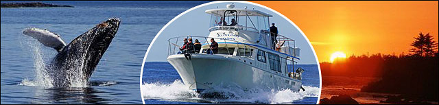 Ucluelet Boat Cruises, Archipelagro Cruises, Whale Watching, Sunset Cruises, Sea Life Cruises, Ucluetlet, BC