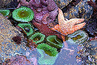 Ocean Life, Ucluelet Bed Breakfast B&B, Ocean Views, Kitchenettes, Beaches, Wild Pacific Trail, Storm Watching, Private, Friendly Hosts, Ocean Mist Guesthouse, Ucluelet, BC