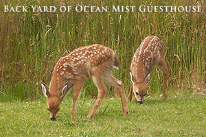 Deer Fawns outside the Blue Heron Private Suite, Wildlife, Ocean Mist Guesthouse, Ucluelet, BC