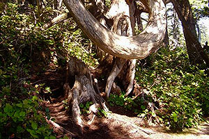 Old growth forests, Wild Pacific Trail, Ocean Mist Guesthouse, Ucluelet, BC